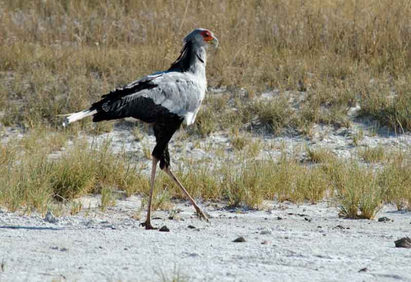 Pájaro Secretario - parque nacional de Etosha - Namibia.jpg